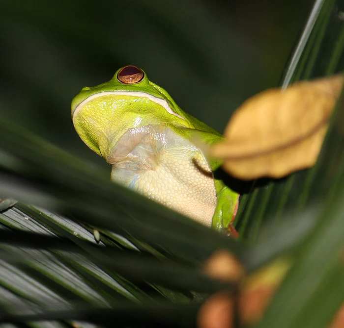 White-lipped tree frog - high in the palms