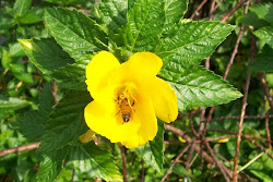 Bee Pollinating Yellow Flower