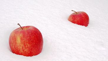 Яблоки на снегу)))