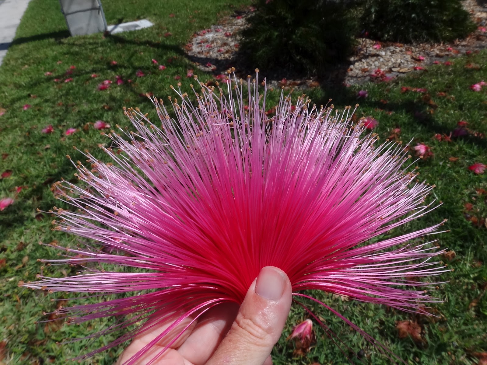 flowers by dr seuss | Sailorgirl Jewelry