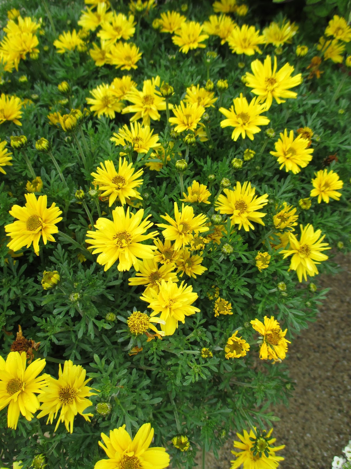 Bidens / Boom Red Bidens Plant Library Pahl's Market Apple