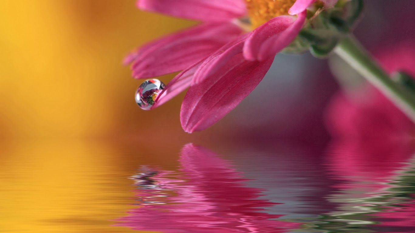 Flower Desktop Wallpaper Hình nền hoa cho desktop full HD