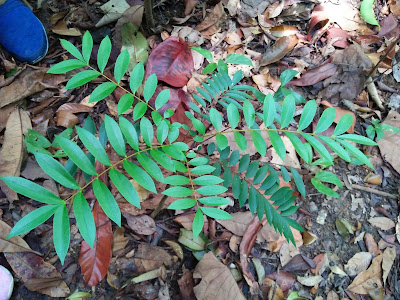 liburan di lagoi cara menuju ke cassia bintan