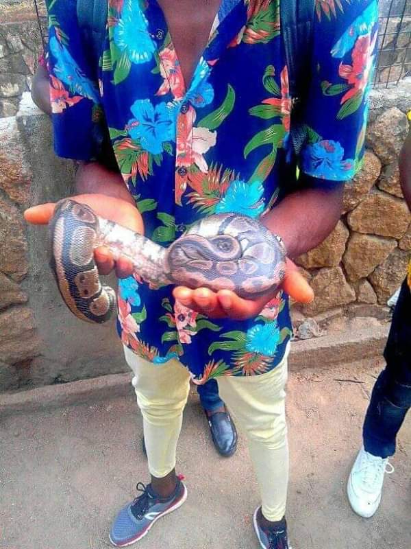 Man Poses With Python In Imo,Says It Doesn't Bite(Photos)
