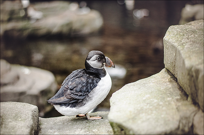 Stephanie Berger - Fotografie - Hamburg - Tierpark Hagenbeck Stephanie Berger - Fotografie - Hamburg - Tierpark Hagenbeck