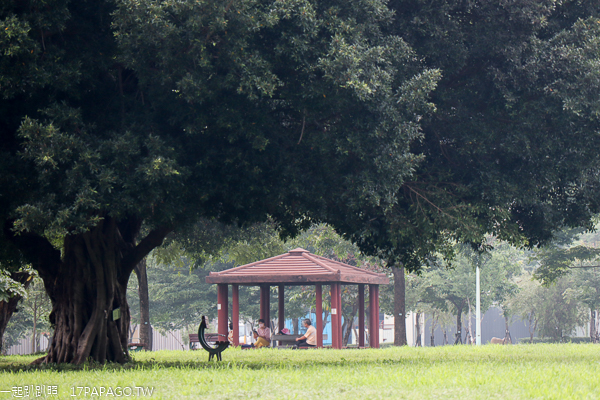 台中北屯|廍子公園|黃花風鈴木|滑板場|巨人腳印公園|綠籬迷宮|生態池|拱橋 台中北屯|廍子公園|黃花風鈴木|滑板場|巨人腳印公園|綠籬迷宮|生態池|拱橋