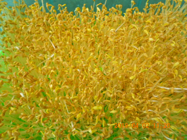 ��Ī��,��Ī�گ�,fenugreek,fenugreek-seeds,�����l,��Ī�ڽ��n,��Ī�ڬ�\��,��Ī�گ��\��,��Ī�ڵo����,��Ī�ڬ�