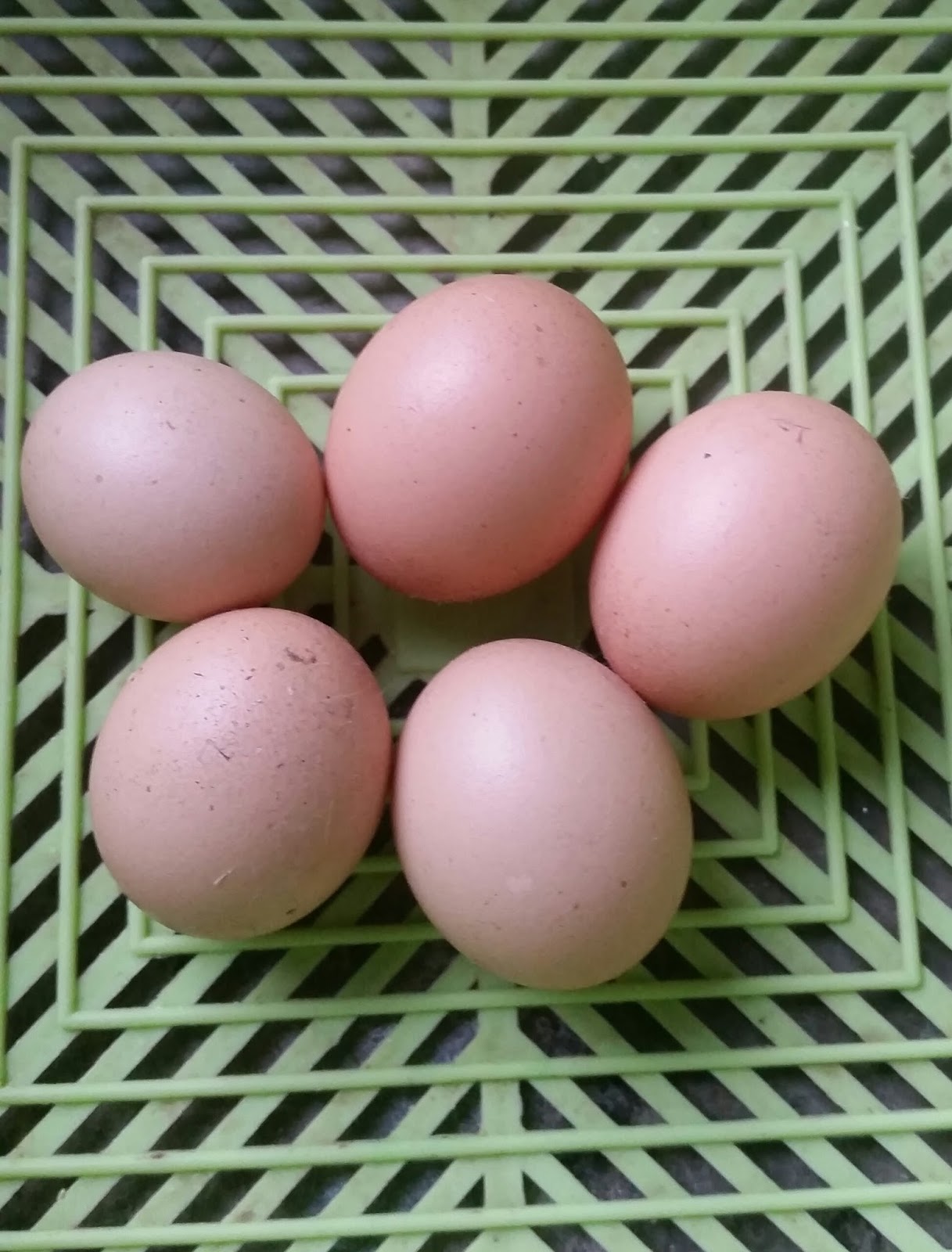 Cara Mengolah Telur Ayam Jantan