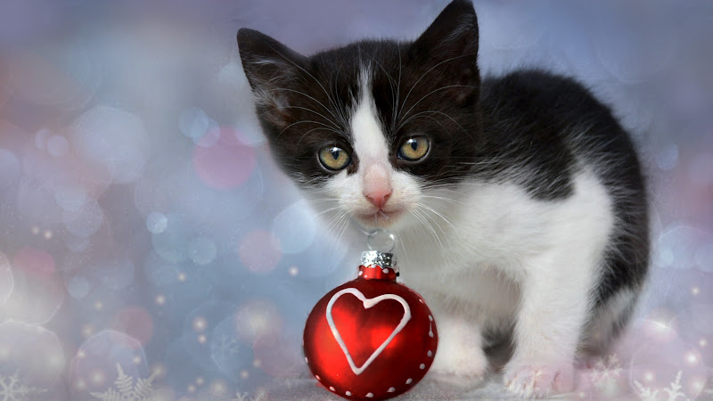 Lovely Kitten for Christmas