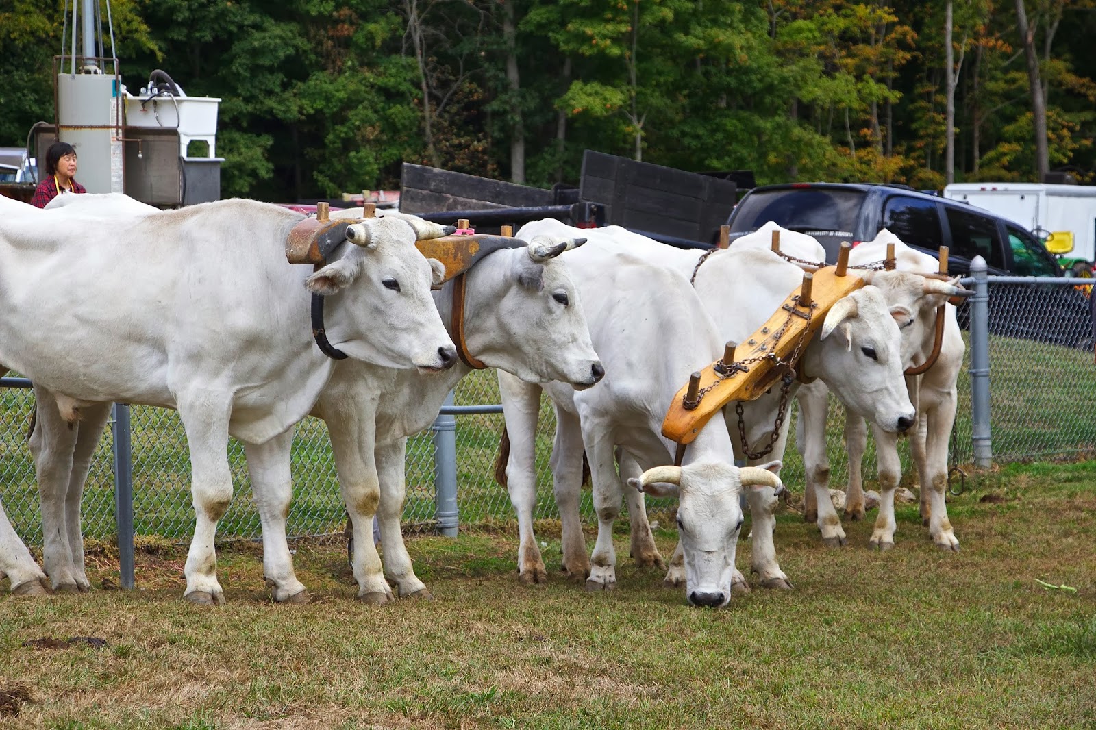 Orange Slices Orange Country Fair Oxen Pull