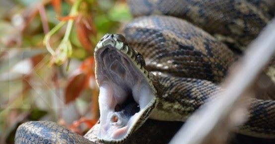 99+ Arti Mimpi Suami Digigit Ular Besar, Kecil Kobraddi Kaki, Tangan, Leher  - Ramalan Mimpi Suami