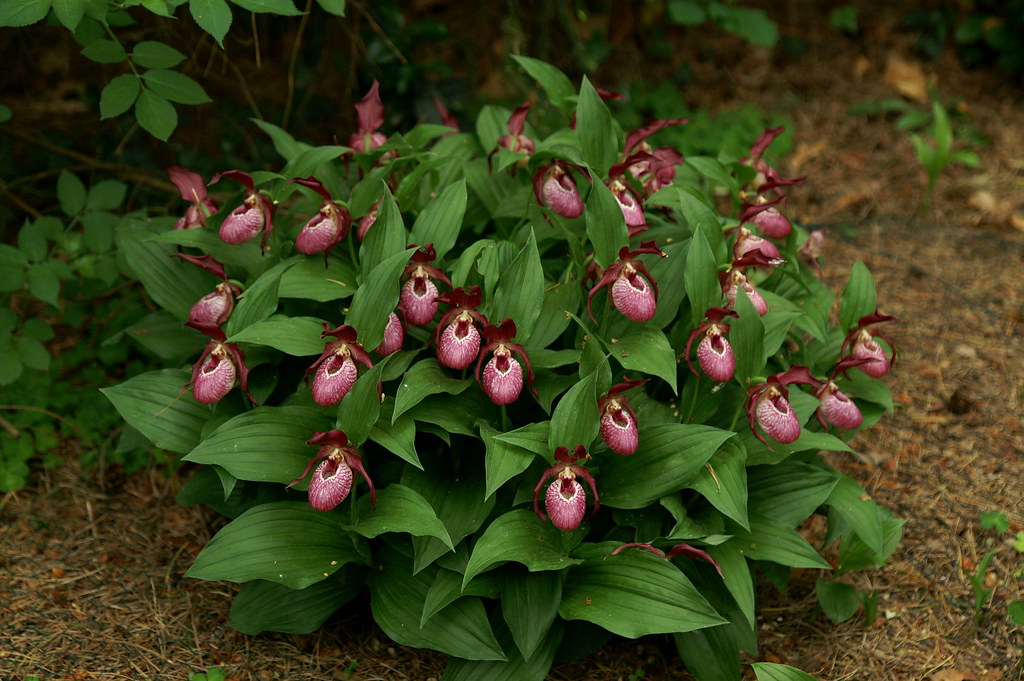 Cypripedium x ventricosum care and culture | Travaldo&rsquo;s blog