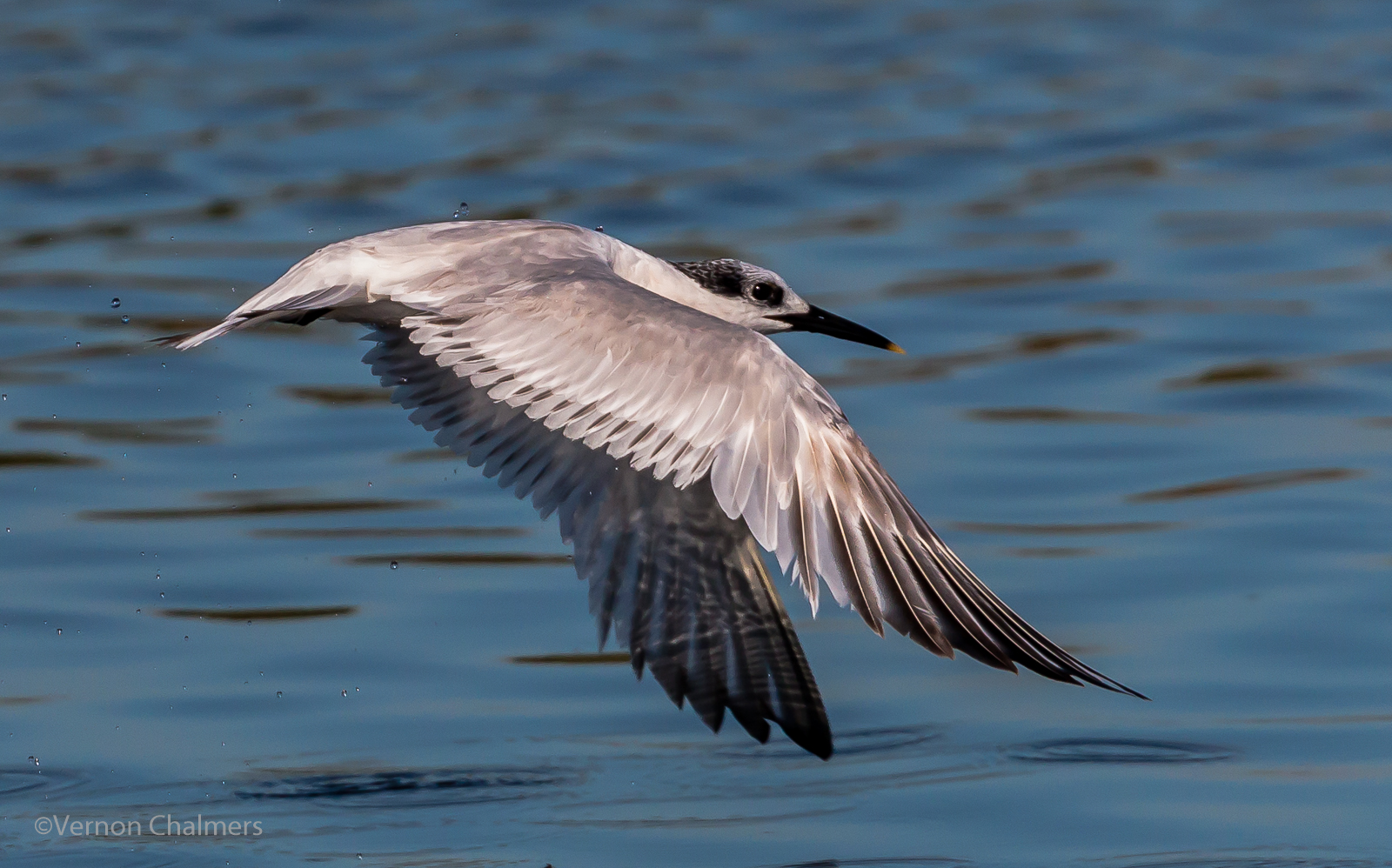 300mm lens for bird photography