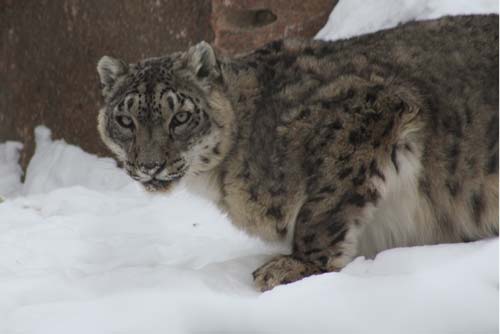 Snow Leopard Snow Leopard