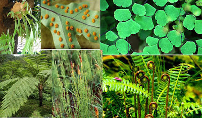ciri ciri tumbuhan paku pteridophyta, contoh, klasifikasi, reproduksi