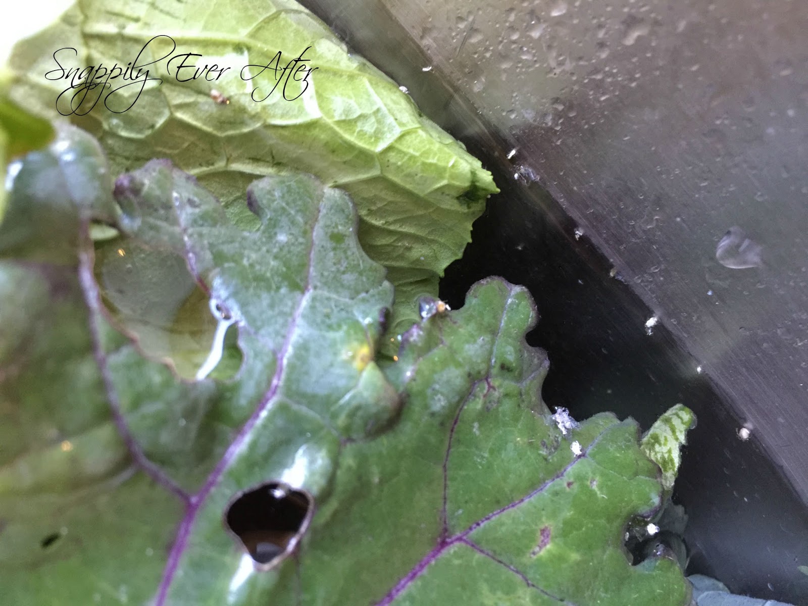 Snappily Ever After How to Clean Your Kale Ahh Bugs!!