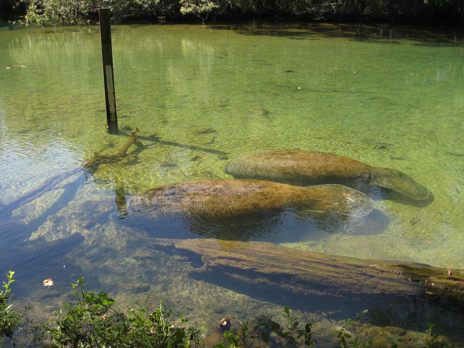 Tales of MargarettaVel: Homosassa Springs Wildlife State Park