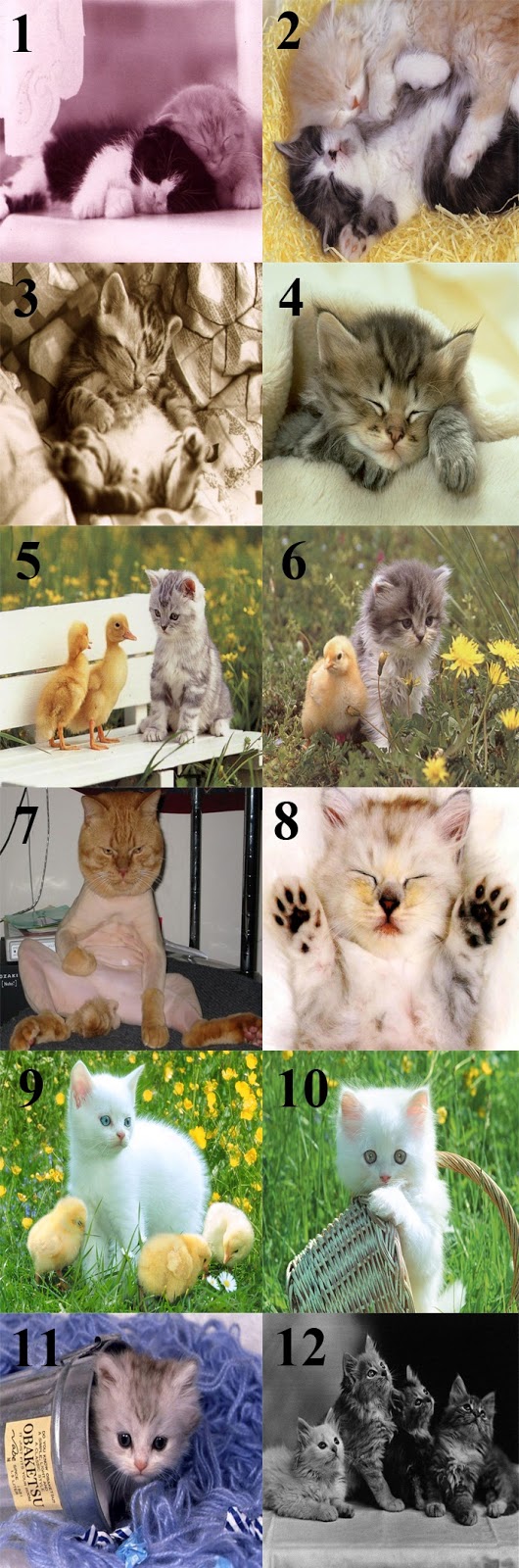 Download Gambar Kucing Lucu Imut Bbt Blog Baca Tulis 1