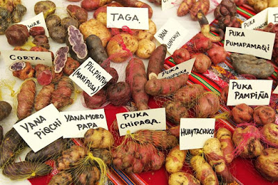 Variedades de papas peruanas, cuantas variedades de papa existen en el Peru