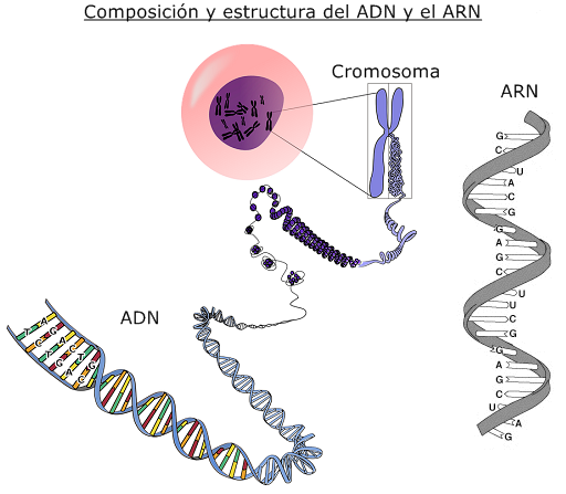 Composición y estructura del ADN y ARN