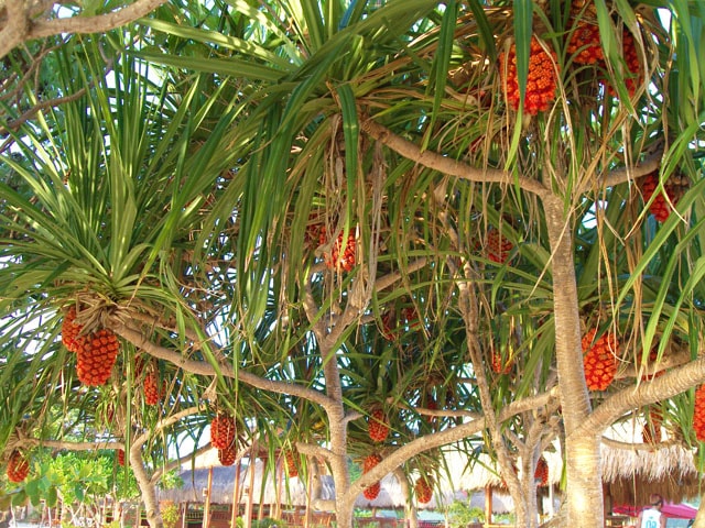 Calaguas Red Fruits
