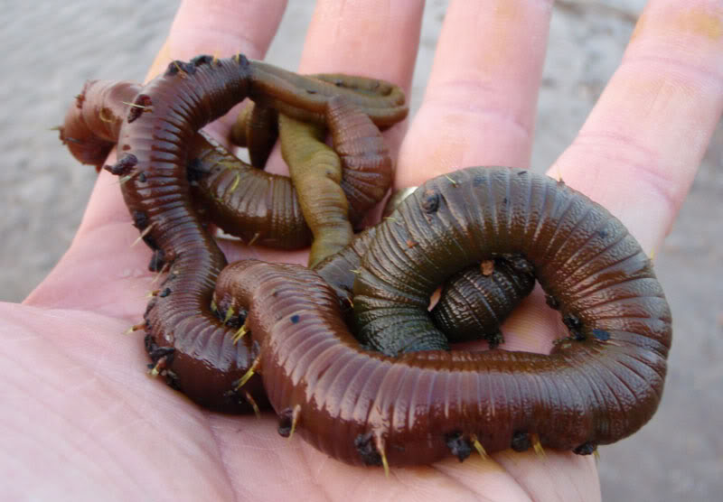 Noble's Fishing Hints & Tips Cod Fishing Bait Tips