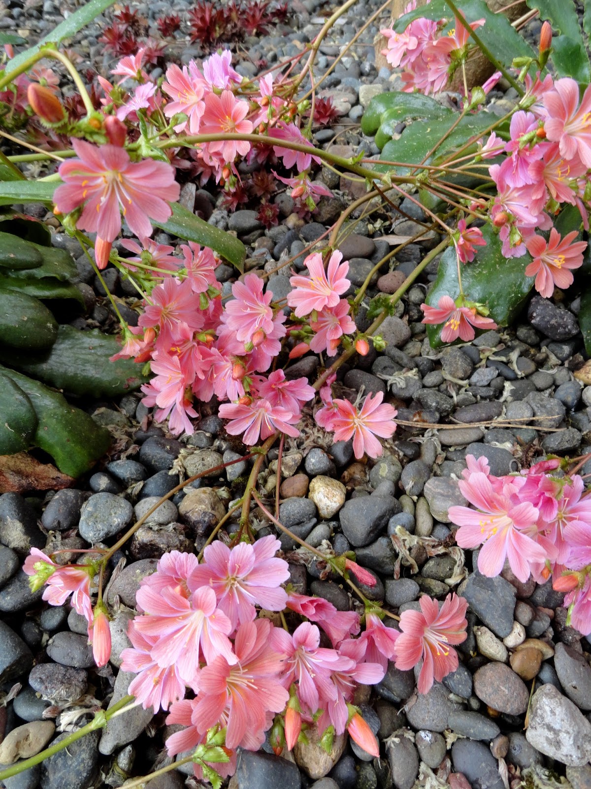 Florez Nursery Loropetalum Chinense Rubrum China Pink Fringe