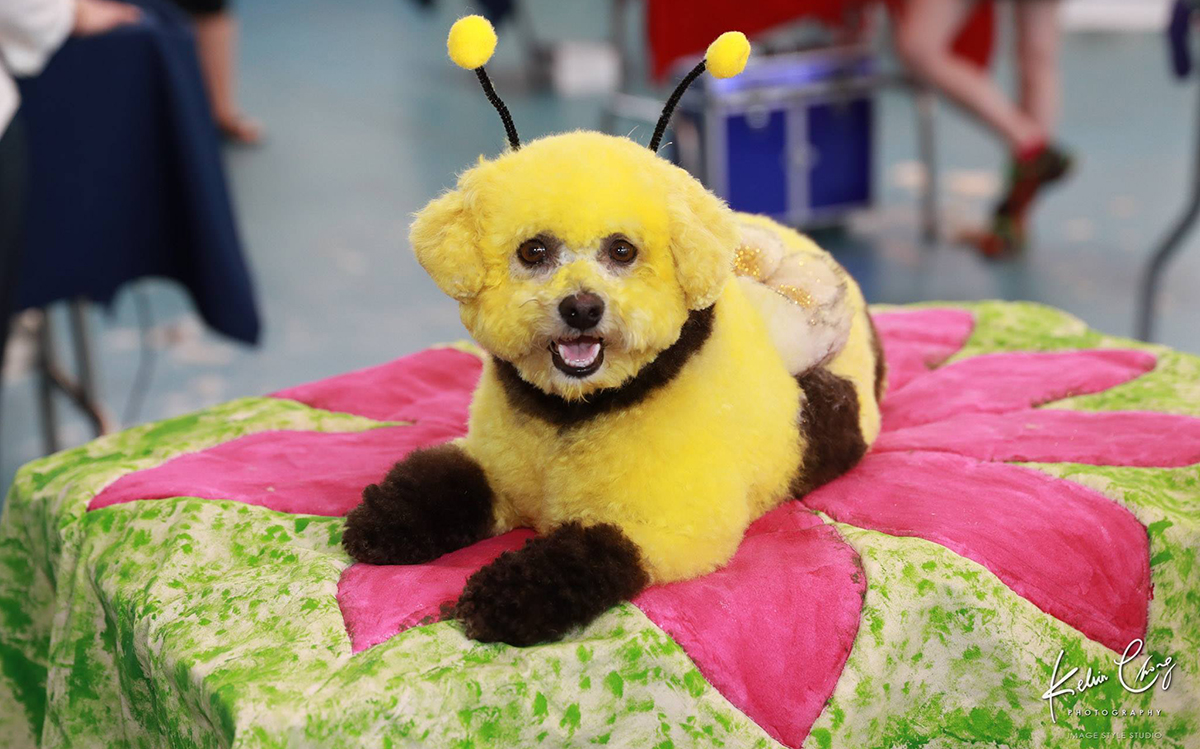 How To Train Dog To Go To Groomers How To Train Dog To Go To Groomers