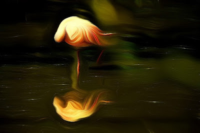 Flamingo, zog flamingo, qızılqaz, chim hồng hạc, plameniak Vogel, bird, oiseau, Uccello, Pássaro, птица, pájaro, kuş,