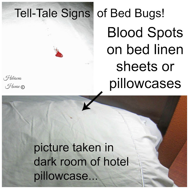 Hibiscus House Bed Bugs The Horror and Tips!
