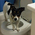  5 Important Dog Toilet Training Tips