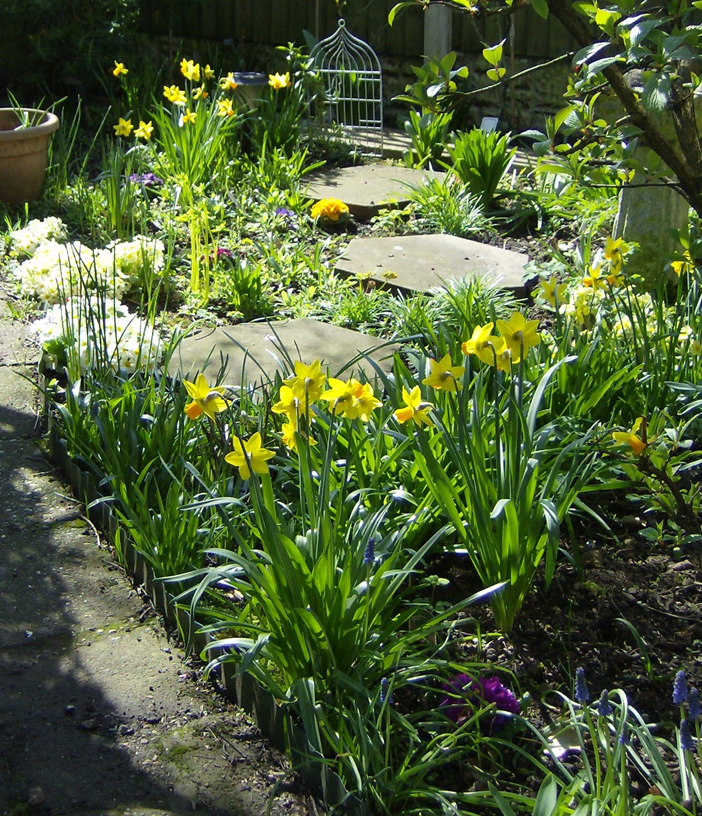 Love My Garden Daffodils