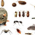 Use These 1-Ingredient Pleasant Smelling Oils To Get Rid Of Every Pest In The House!!