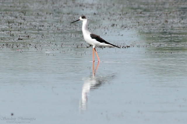 The long legged Black-winged Stilt The long legged Black-winged Stilt