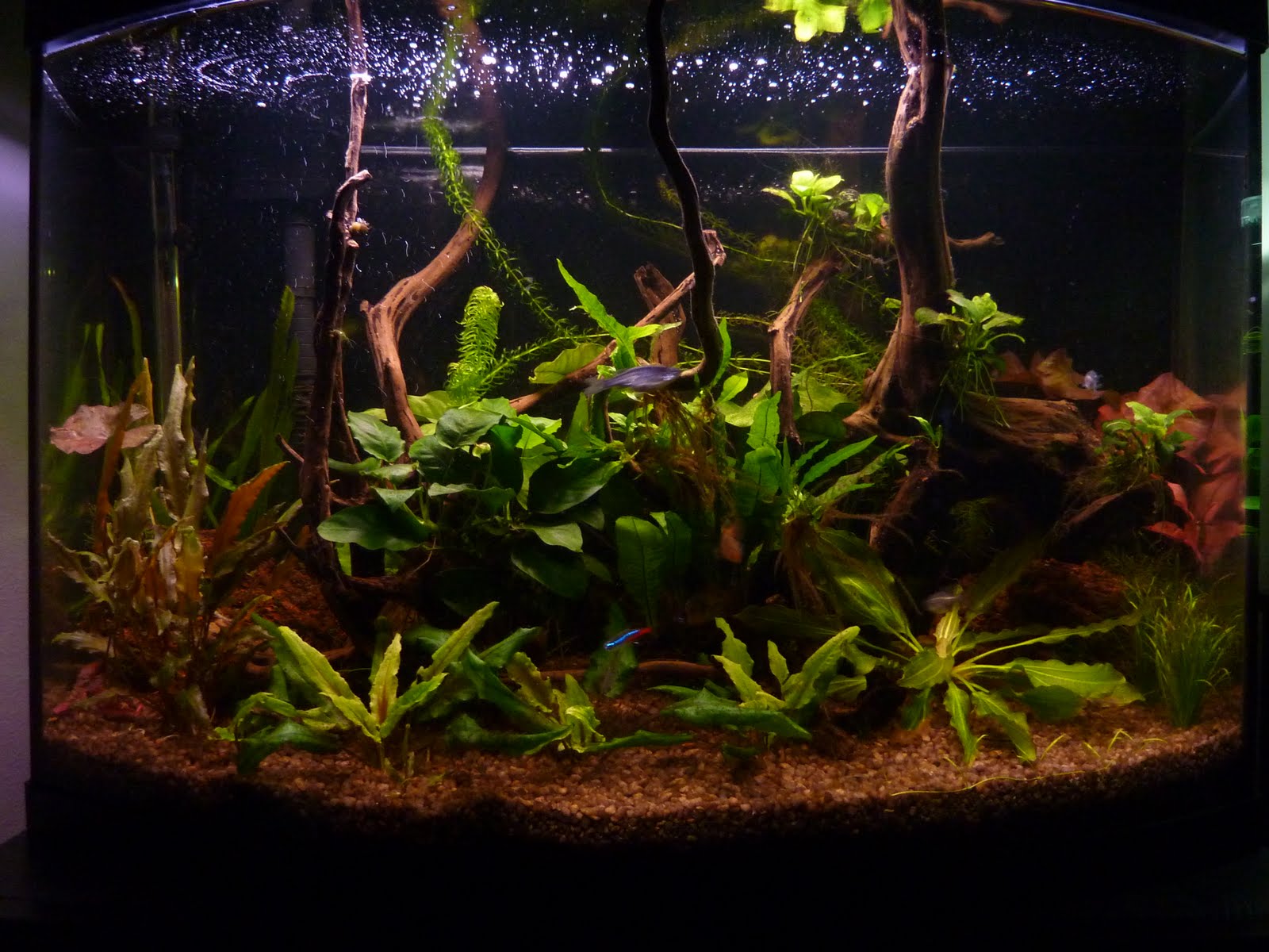Megan's Aquarium Diary Tank Update