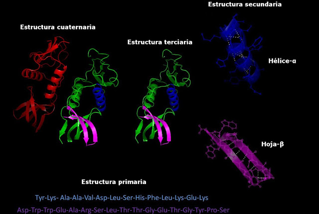 Estructura de la proteina y biologia