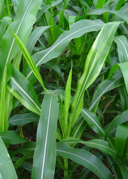 DAUN | Tentang Tumbuhan