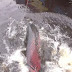 Manaus : pirarucu e restaurante flutuante