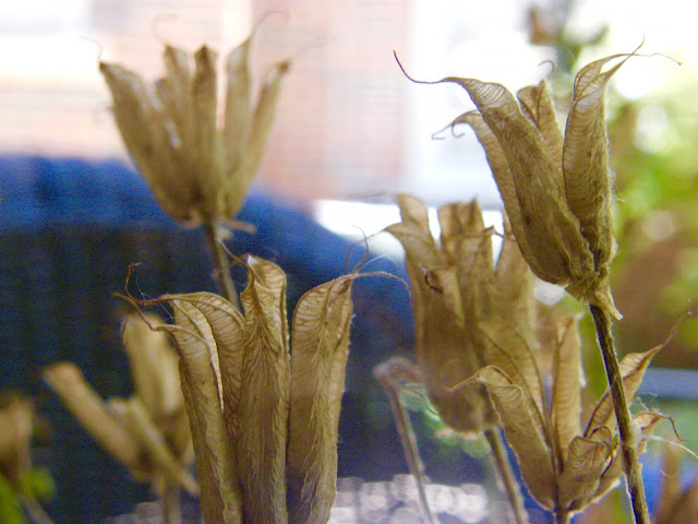 Dried seed heads of purple columbine.