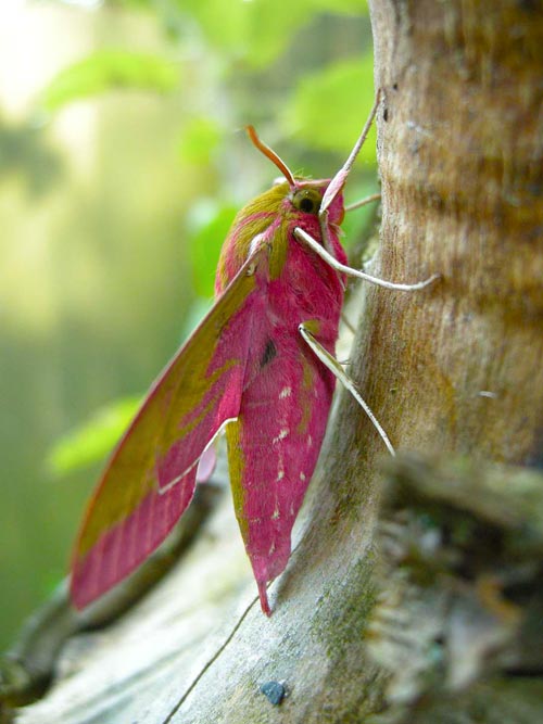 Alam Mengembang Jadi Guru: Beautiful Moth
