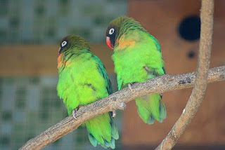 lovebird kacamata pipi hitam lovebird kacamata pipi hitam