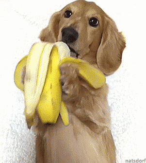 Funny animal gifs - part 236 (10 gifs) | Amazing Creatures