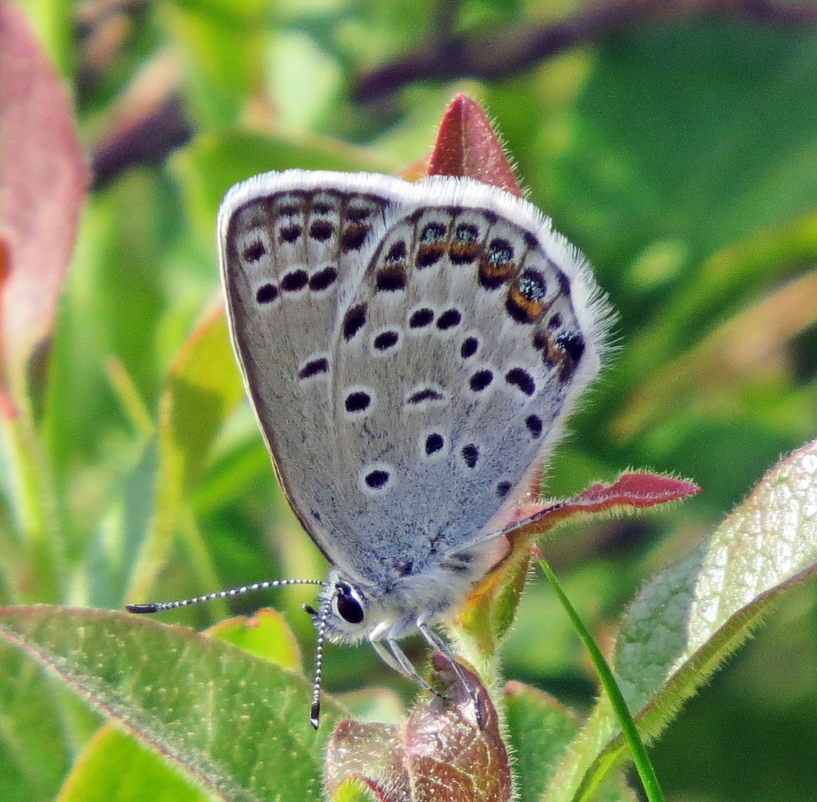 MICHIGAN BUTTERFLIES AND SKIPPERS