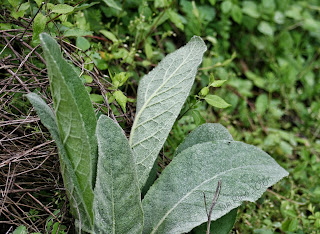 Common mullein leaves