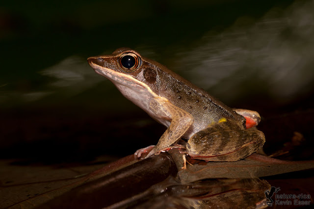 Warszewitsch's Frog - Lithobates warszewitschii