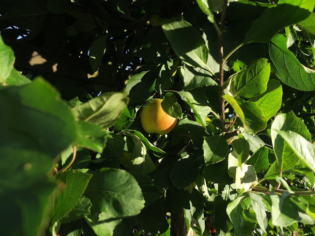 Single apple, nearly ripe, partly hidden among leaves on tree.