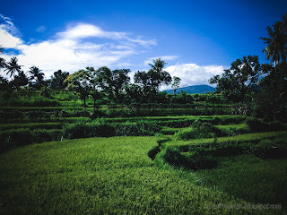 Natural Green Rice Fields Scenery At The Village Of Ringdikit, North Bali, Indonesia