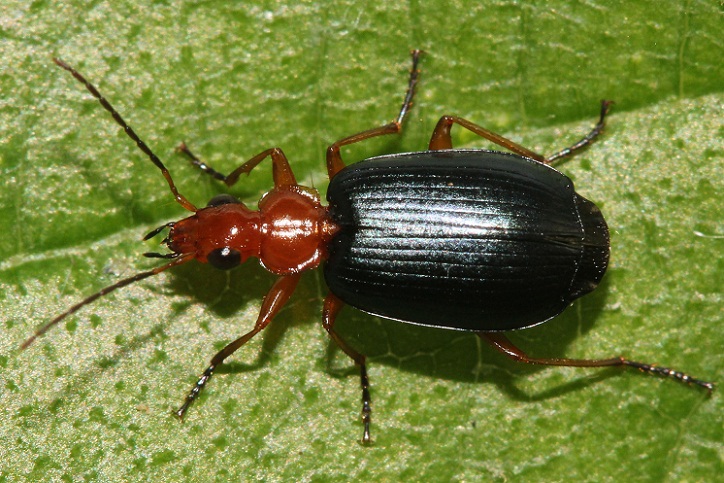 Bombardier Beetle, Kumbang yang Mampu Menciptakan Bom Bombardier Beetle, Kumbang yang Mampu Menciptakan Bom