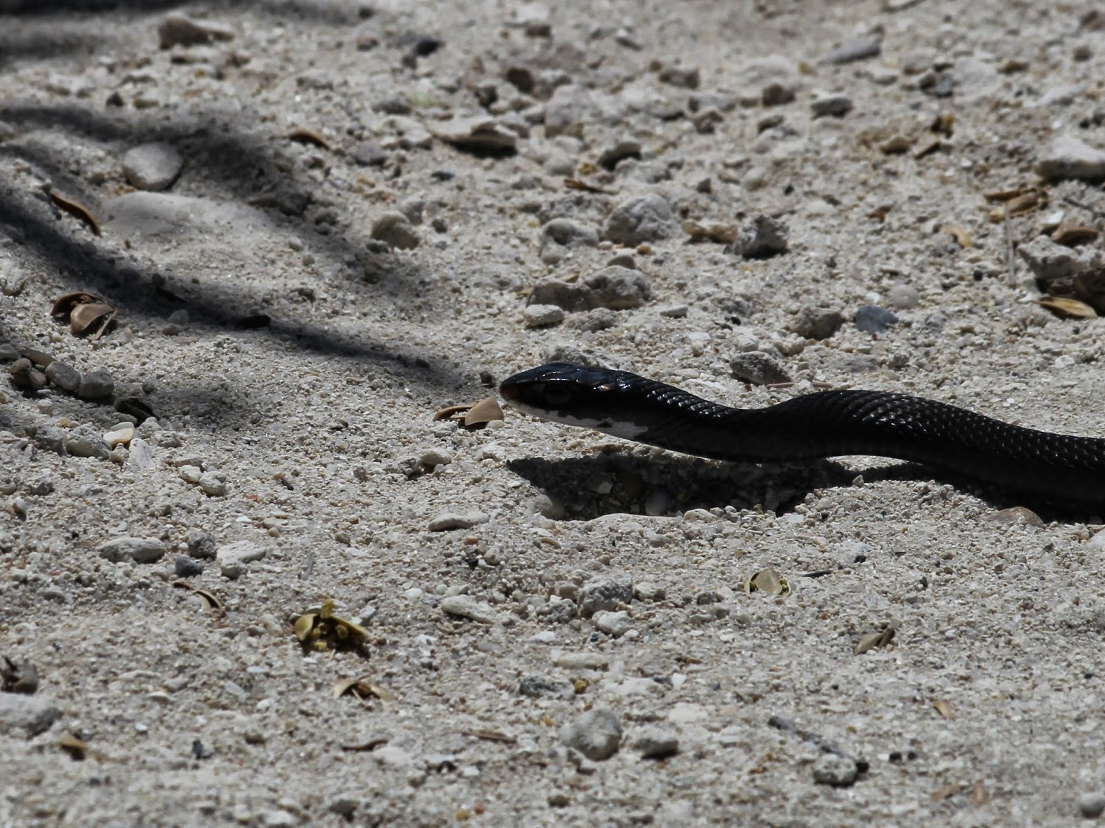 Visions From Key West