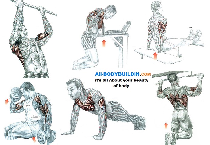 Best Workout Build Biceps Best Workout Build Biceps